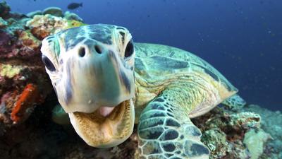 Coral Reefs Summary