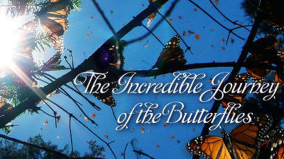 The Incredible Journey of the Butterflies Summary