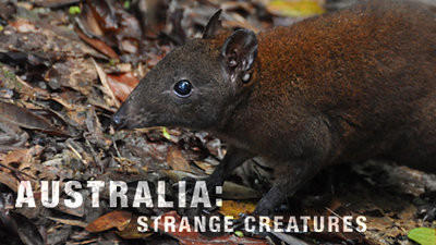 Australia's First 4 Billion Years - Strange Creatures Summary