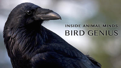 Inside Animal Minds: Bird Genius Summary