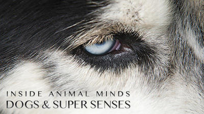 Inside Animal Minds: Dogs & Super Senses Summary