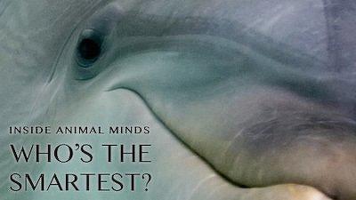 Inside Animal Minds: Who's the Smartest? Summary