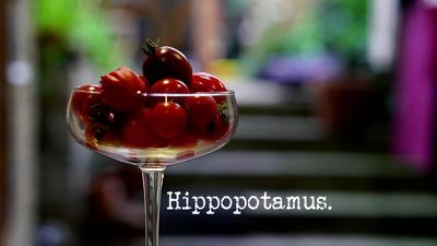 Hippopotamus Summary