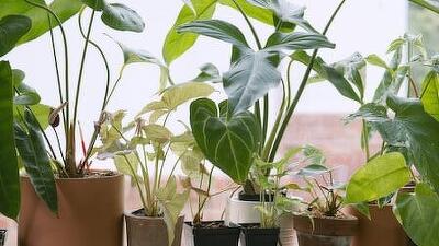 Houseplants Summary