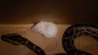 The Snake vs. the Mouse Summary