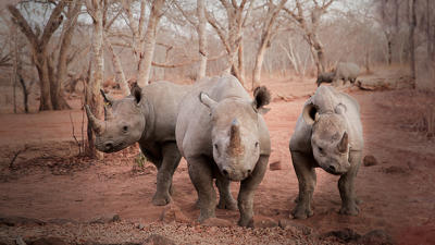 Kurdish Syria & Rhino Poachers Summary